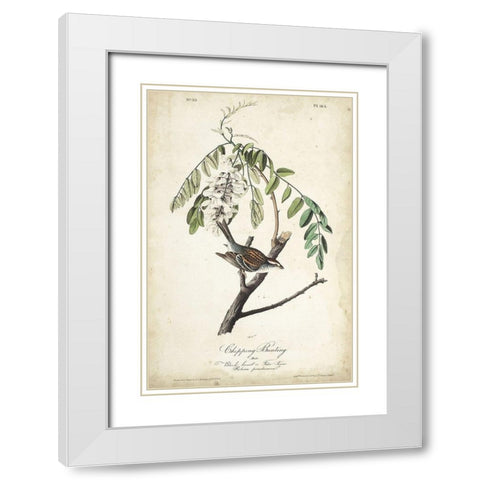Delicate Bird and Botanical I White Modern Wood Framed Art Print with Double Matting by Audubon, John James
