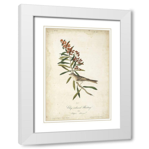 Delicate Bird and Botanical II White Modern Wood Framed Art Print with Double Matting by Audubon, John James