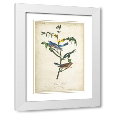Delicate Bird and Botanical IV White Modern Wood Framed Art Print with Double Matting by Audubon, John James