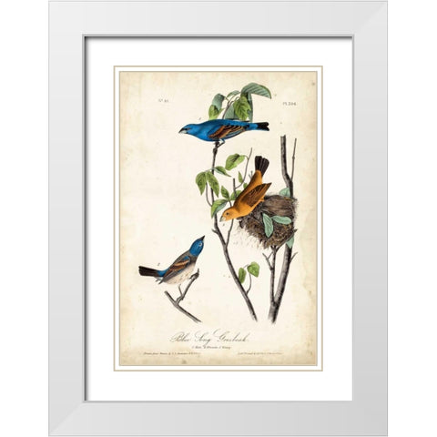 Blue Song Grosbeak White Modern Wood Framed Art Print with Double Matting by Audubon, John James