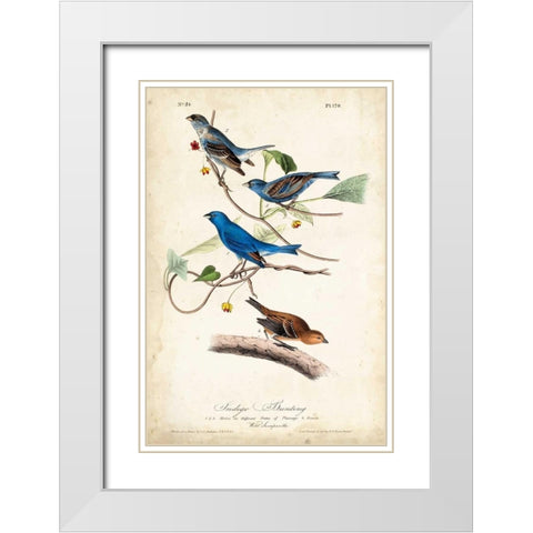Indigo Bunting White Modern Wood Framed Art Print with Double Matting by Audubon, John James