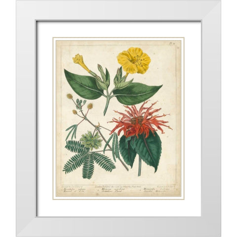 Summer Beauties I White Modern Wood Framed Art Print with Double Matting by Edwards, Sydenham