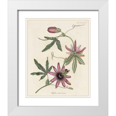 Lavender Blooms II White Modern Wood Framed Art Print with Double Matting by Unknown