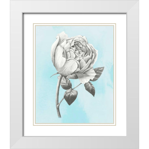 Graphite Rose II White Modern Wood Framed Art Print with Double Matting by Popp, Grace