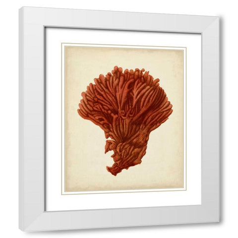 Antique Red Coral I White Modern Wood Framed Art Print with Double Matting by Vision Studio