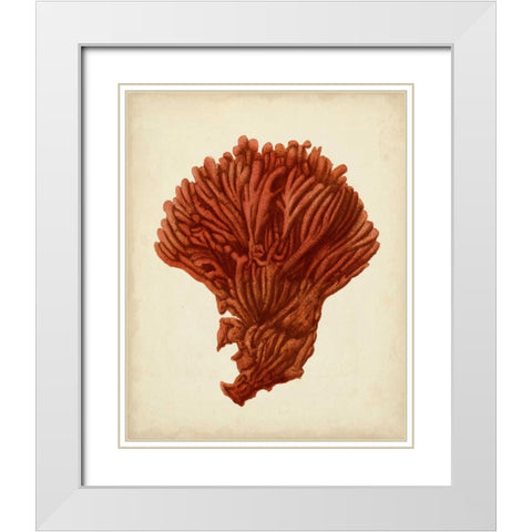 Antique Red Coral I White Modern Wood Framed Art Print with Double Matting by Vision Studio
