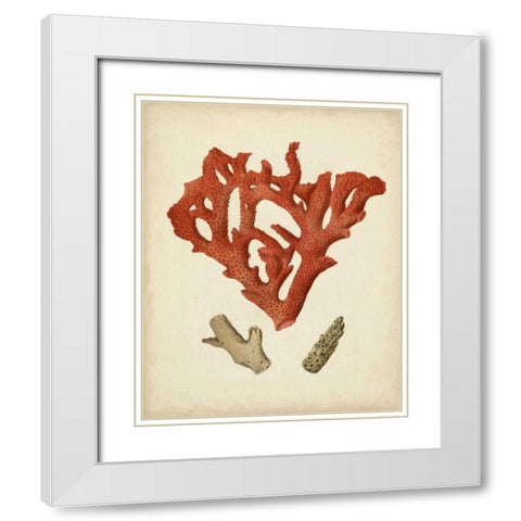 Antique Red Coral II White Modern Wood Framed Art Print with Double Matting by Vision Studio