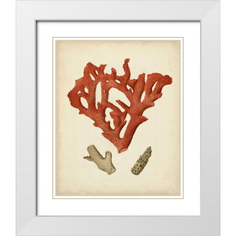 Antique Red Coral II White Modern Wood Framed Art Print with Double Matting by Vision Studio