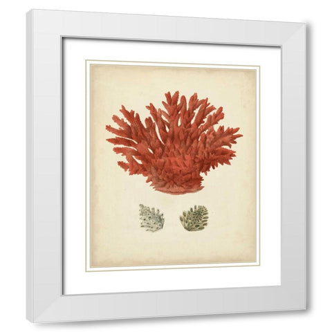 Antique Red Coral III White Modern Wood Framed Art Print with Double Matting by Vision Studio