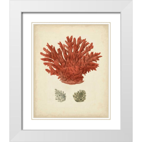 Antique Red Coral III White Modern Wood Framed Art Print with Double Matting by Vision Studio