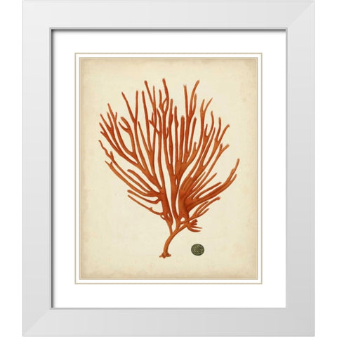 Antique Red Coral IV White Modern Wood Framed Art Print with Double Matting by Vision Studio