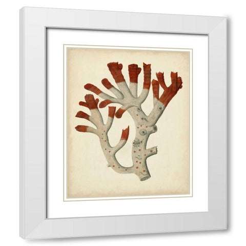 Antique Red Coral VI White Modern Wood Framed Art Print with Double Matting by Vision Studio