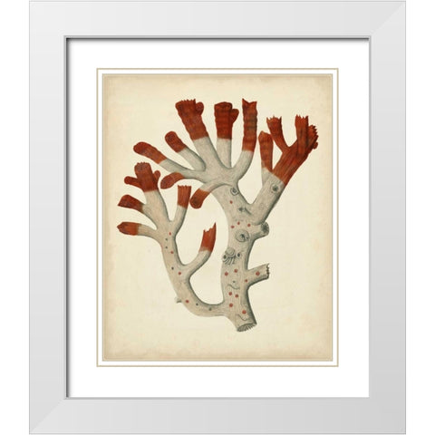 Antique Red Coral VI White Modern Wood Framed Art Print with Double Matting by Vision Studio