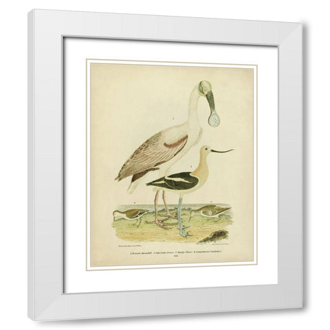 Antique Spoonbill and Sandpipers White Modern Wood Framed Art Print with Double Matting by Wilson, Alexander