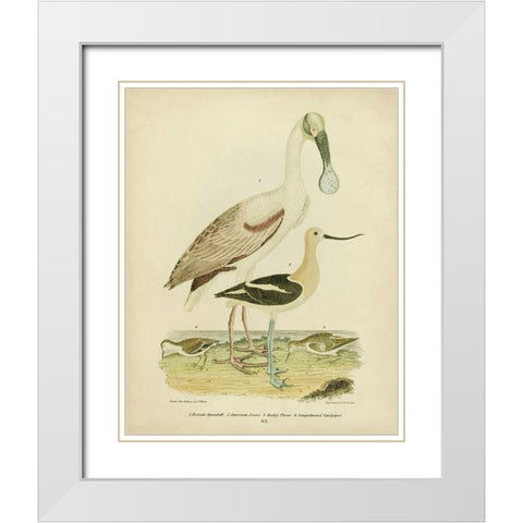 Antique Spoonbill and Sandpipers White Modern Wood Framed Art Print with Double Matting by Wilson, Alexander