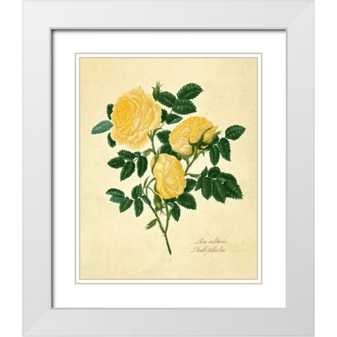 Double Yellow Rose White Modern Wood Framed Art Print with Double Matting by Lawrence, Mary