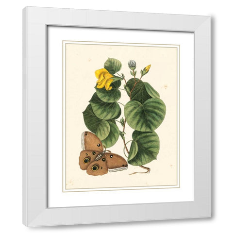Catesby Butterfly and Botanical I White Modern Wood Framed Art Print with Double Matting by Catesby, Mark
