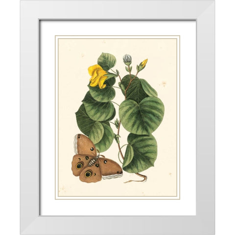 Catesby Butterfly and Botanical I White Modern Wood Framed Art Print with Double Matting by Catesby, Mark