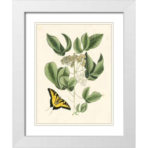 Non-Embellished Catesby Butterfly and Botanical II White Modern Wood Framed Art Print with Double Matting by Catesby, Mark