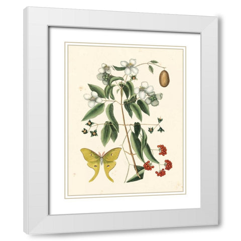 Catesby Butterfly and Botanical III White Modern Wood Framed Art Print with Double Matting by Catesby, Mark
