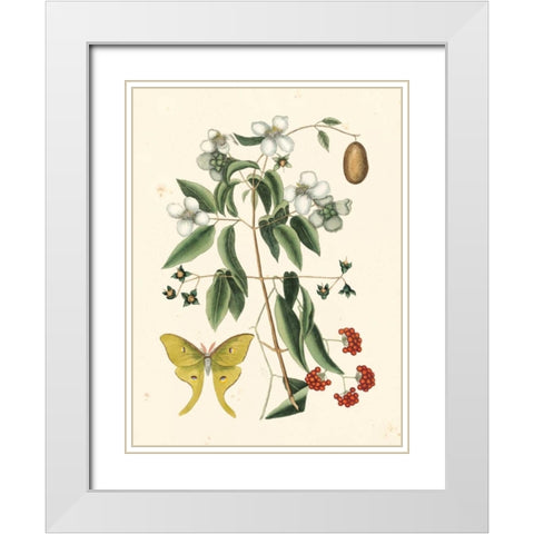 Catesby Butterfly and Botanical III White Modern Wood Framed Art Print with Double Matting by Catesby, Mark