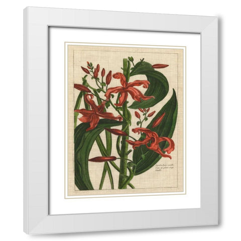 Botanical Study on Linen III White Modern Wood Framed Art Print with Double Matting by Vision Studio
