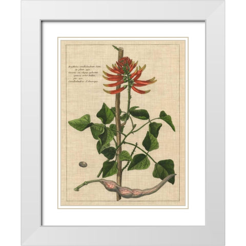 Botanical Study on Linen IV White Modern Wood Framed Art Print with Double Matting by Vision Studio