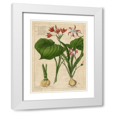 Botanical Study on Linen V White Modern Wood Framed Art Print with Double Matting by Vision Studio