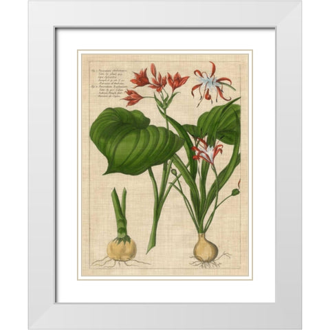 Botanical Study on Linen V White Modern Wood Framed Art Print with Double Matting by Vision Studio