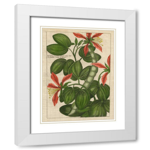 Botanical Study on Linen VI White Modern Wood Framed Art Print with Double Matting by Vision Studio