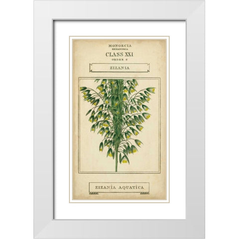 Linnaean Botany I White Modern Wood Framed Art Print with Double Matting by Vision Studio