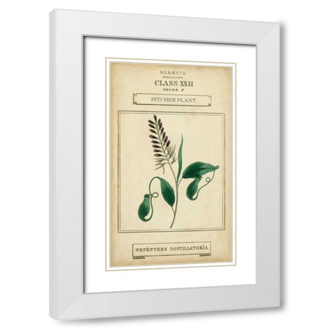 Linnaean Botany II White Modern Wood Framed Art Print with Double Matting by Vision Studio