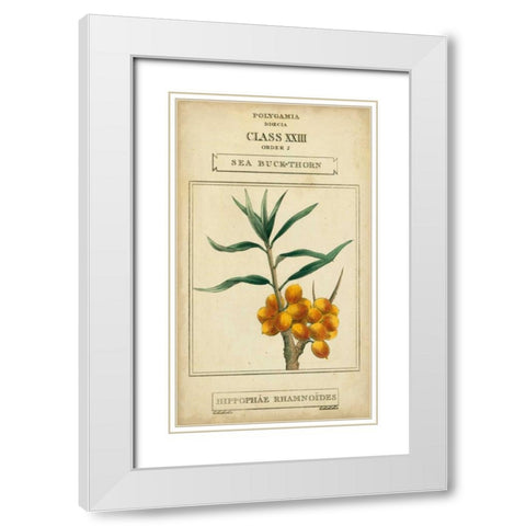 Linnaean Botany III White Modern Wood Framed Art Print with Double Matting by Vision Studio