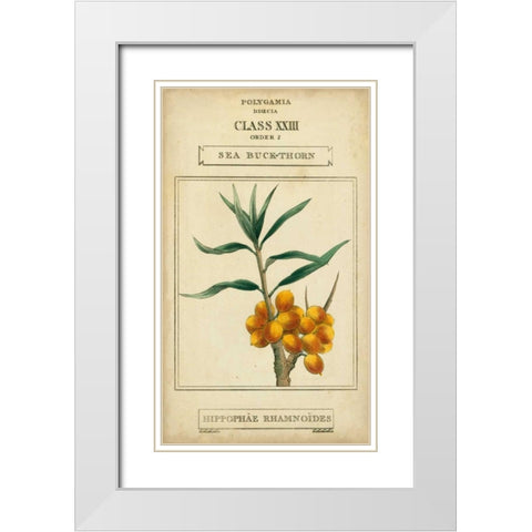 Linnaean Botany III White Modern Wood Framed Art Print with Double Matting by Vision Studio
