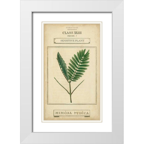 Linnaean Botany IV White Modern Wood Framed Art Print with Double Matting by Vision Studio