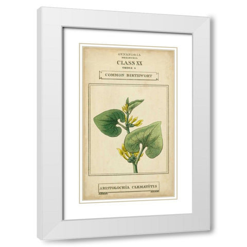 Linnaean Botany V White Modern Wood Framed Art Print with Double Matting by Vision Studio