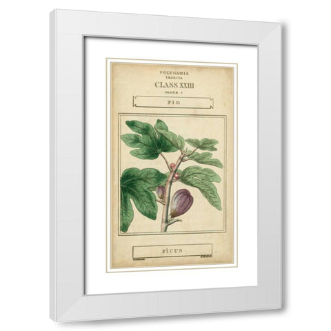 Linnaean Botany VI White Modern Wood Framed Art Print with Double Matting by Vision Studio