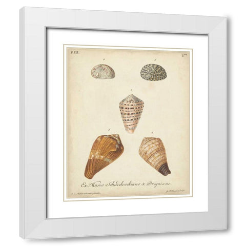 Antique Knorr Shells I White Modern Wood Framed Art Print with Double Matting by Knorr