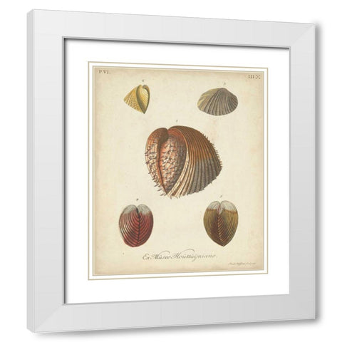 Antique Knorr Shells II White Modern Wood Framed Art Print with Double Matting by Knorr