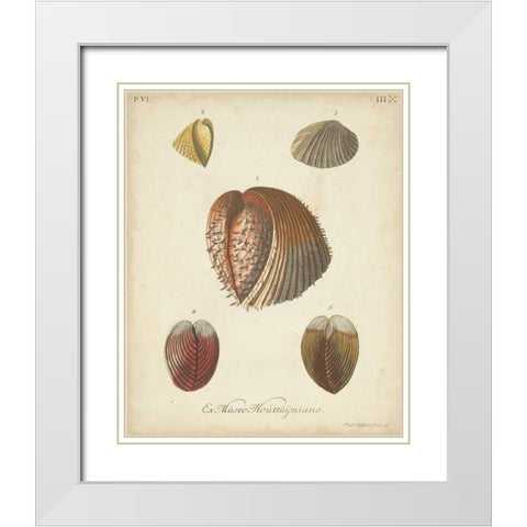 Antique Knorr Shells II White Modern Wood Framed Art Print with Double Matting by Knorr