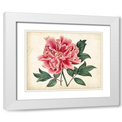 Peony Garden I White Modern Wood Framed Art Print with Double Matting by Curtis