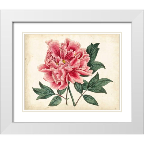 Peony Garden I White Modern Wood Framed Art Print with Double Matting by Curtis