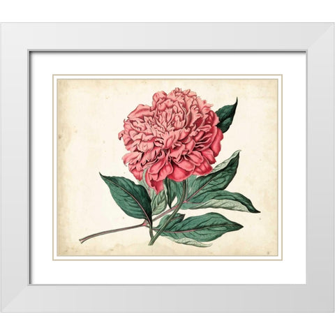 Peony Garden II White Modern Wood Framed Art Print with Double Matting by Curtis