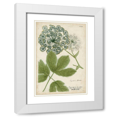 Queen Annes Lace White Modern Wood Framed Art Print with Double Matting by Weinmann