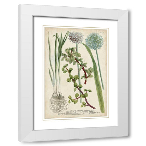 Allium White Modern Wood Framed Art Print with Double Matting by Weinmann