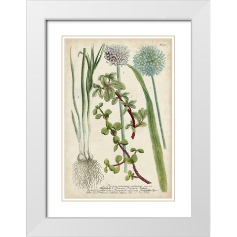 Allium White Modern Wood Framed Art Print with Double Matting by Weinmann