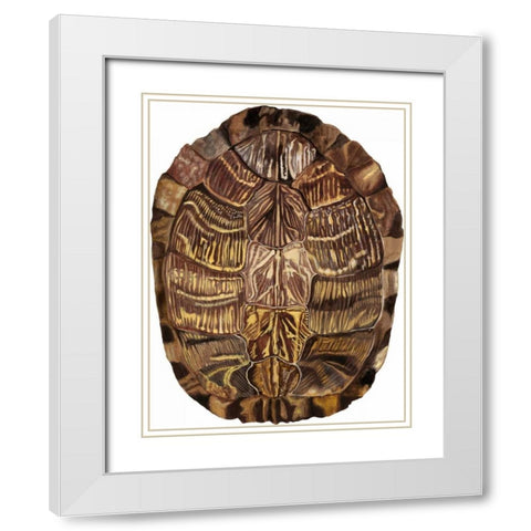 Tortoise Shell Detail I White Modern Wood Framed Art Print with Double Matting by McCavitt, Naomi