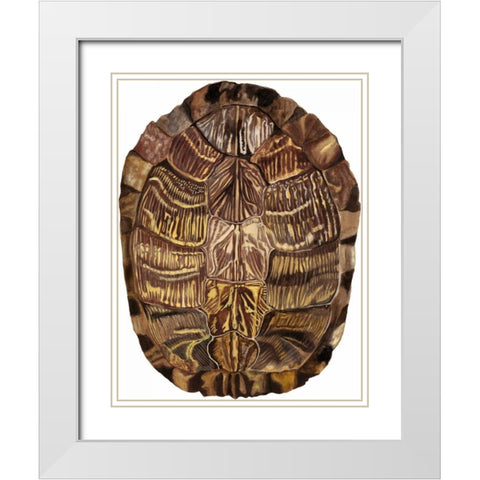Tortoise Shell Detail I White Modern Wood Framed Art Print with Double Matting by McCavitt, Naomi