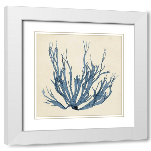 Coastal Seaweed I White Modern Wood Framed Art Print with Double Matting by Vision Studio