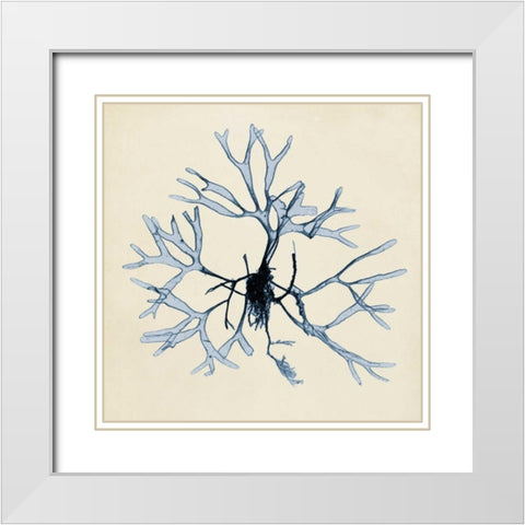 Coastal Seaweed II White Modern Wood Framed Art Print with Double Matting by Vision Studio